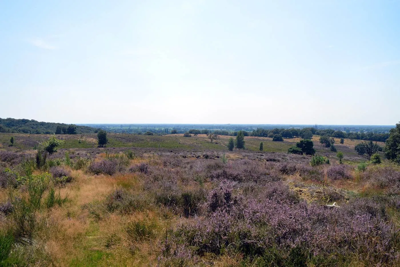 Bloeiende hei op de Mookerheide