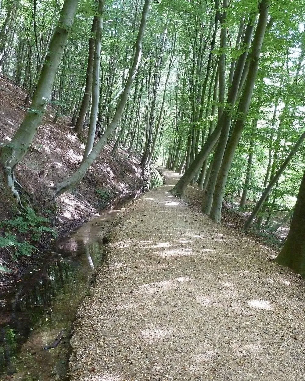 Holle weg door het bos bij Plasmolen