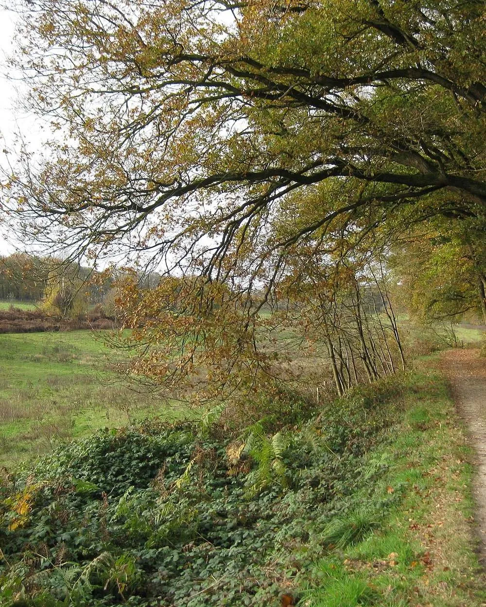 Bospad op de Sint-Jansberg
